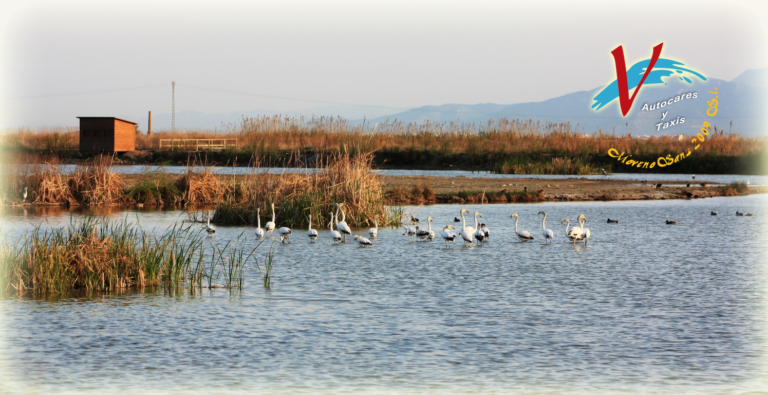 LA ALBUFERA (ALICANTE)